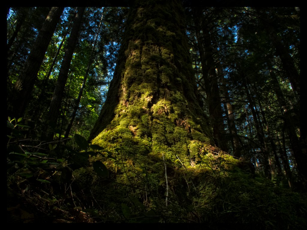 Challenges Mosses Face in Their Journey (image credits: wikimedia)
