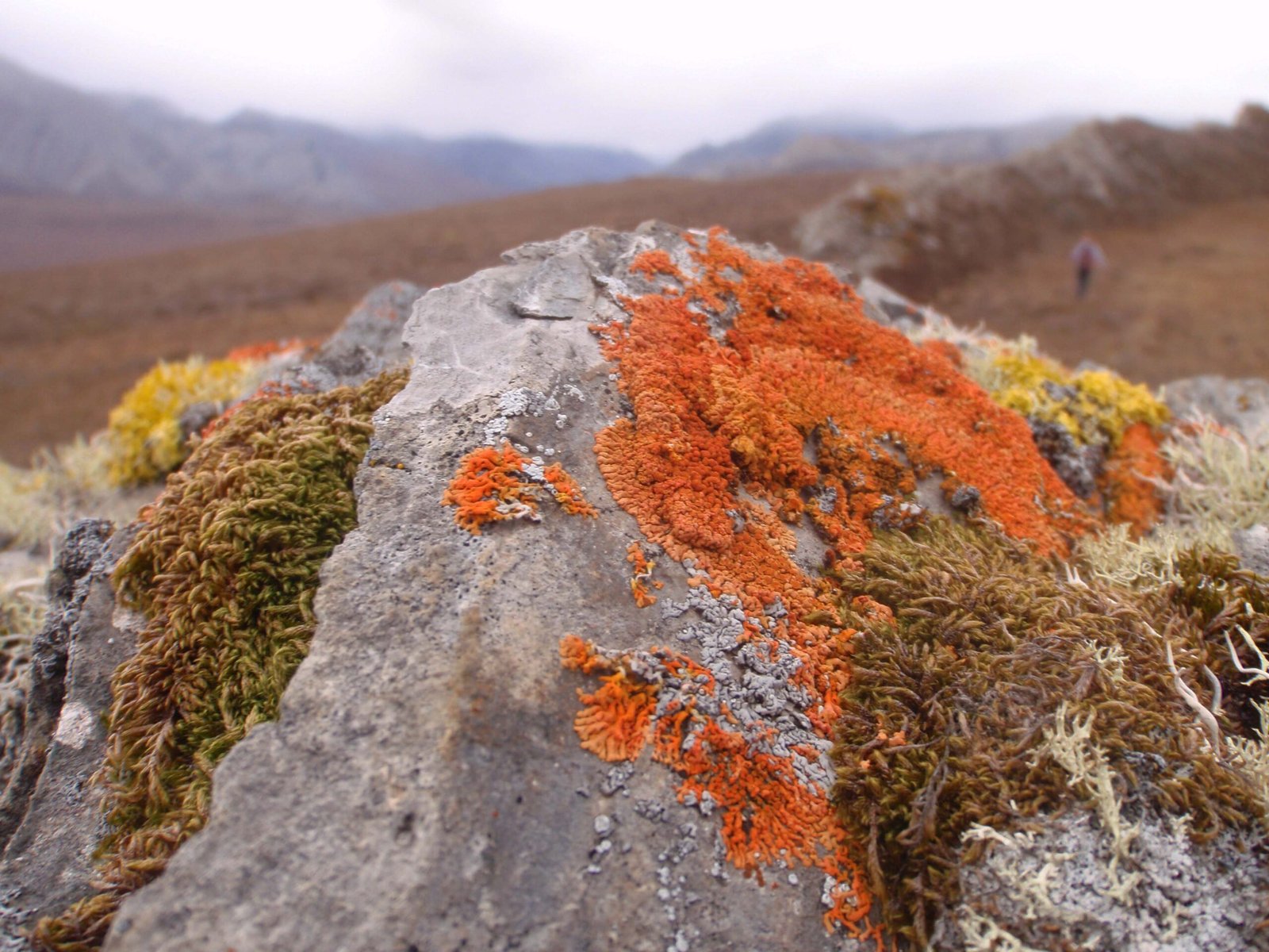 Lessons for Humans: Adaptation and Patience (image credits: wikimedia)