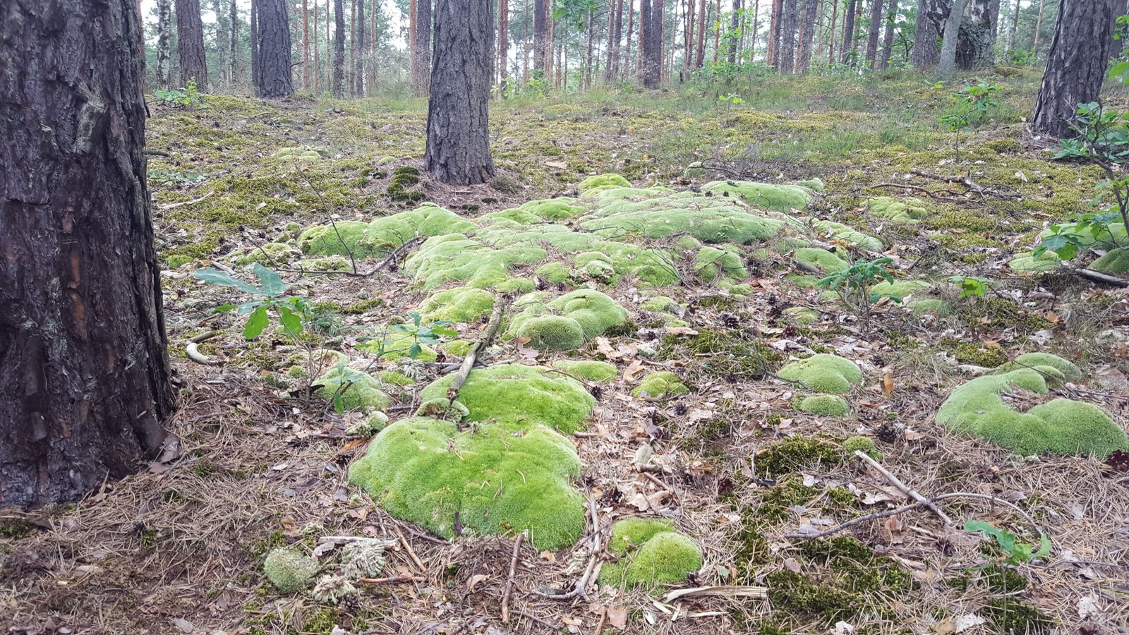 The Future of Moss Research (image credits: wikimedia)