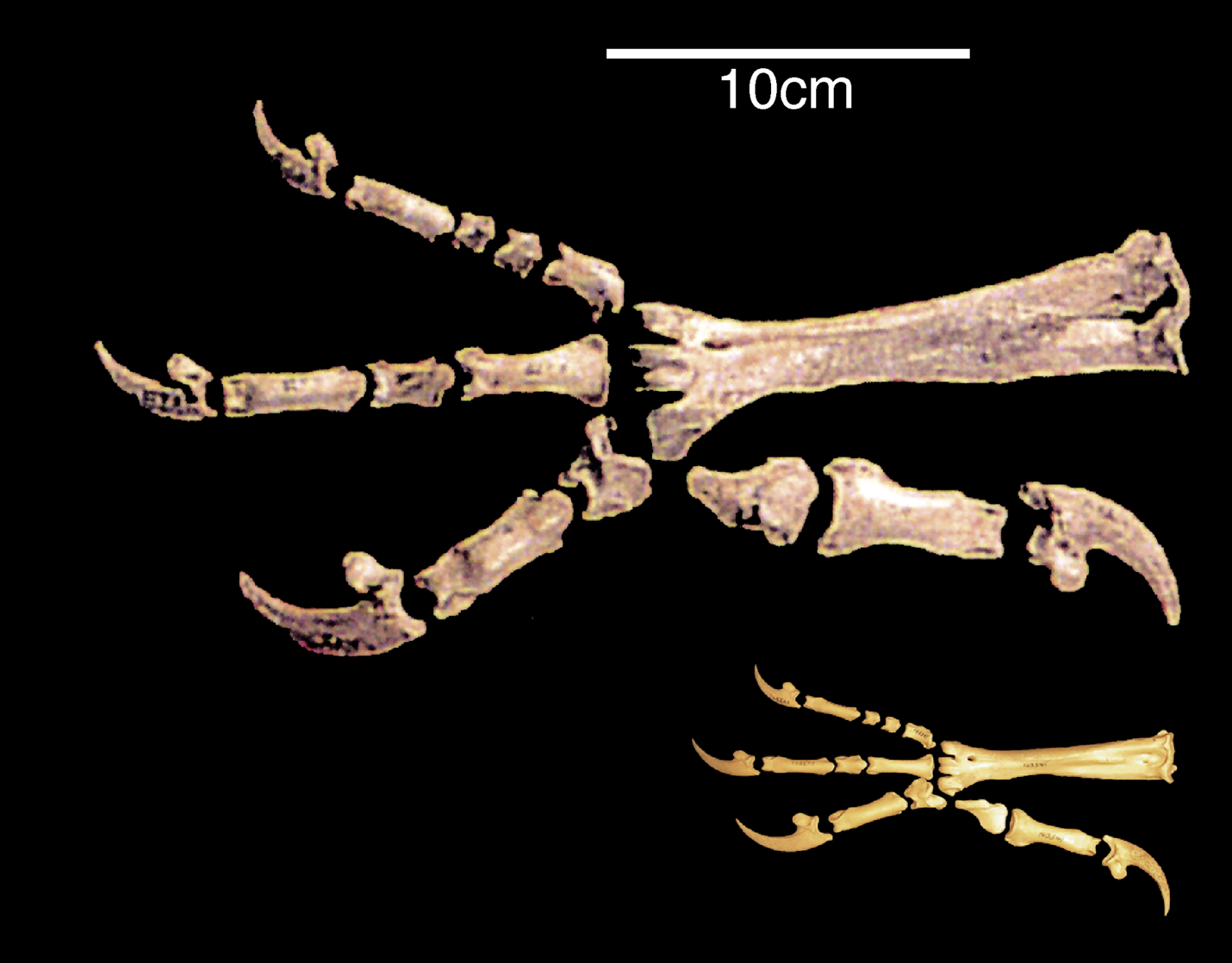 The Human Factor: Myths, Legends, and Possible Attacks (image credits: wikimedia)