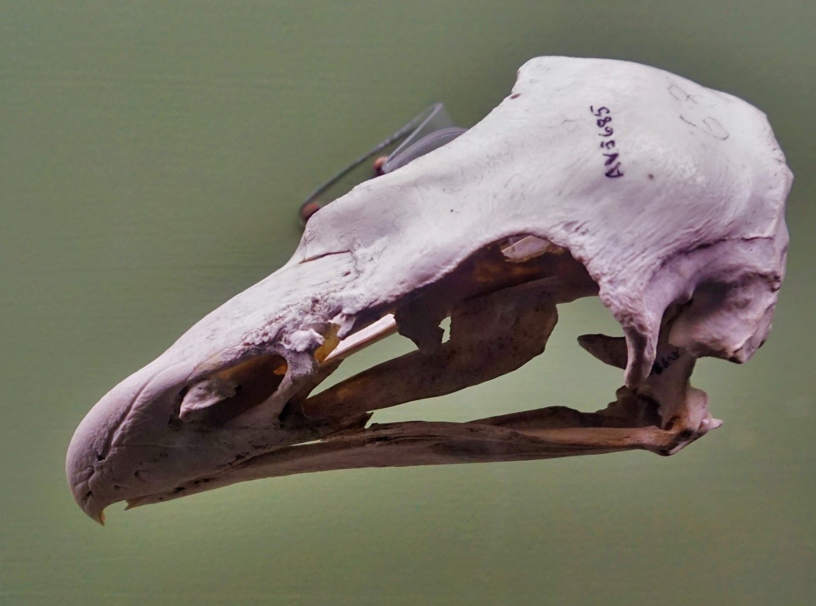 Extinction: The End of a Giant (image credits: wikimedia)