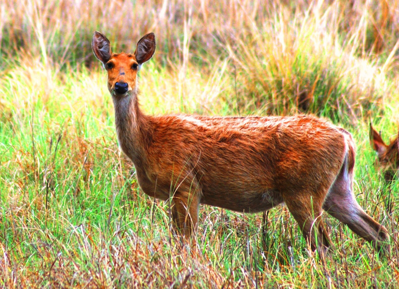 The Unexpected Return of Wildlife (image credits: wikimedia)