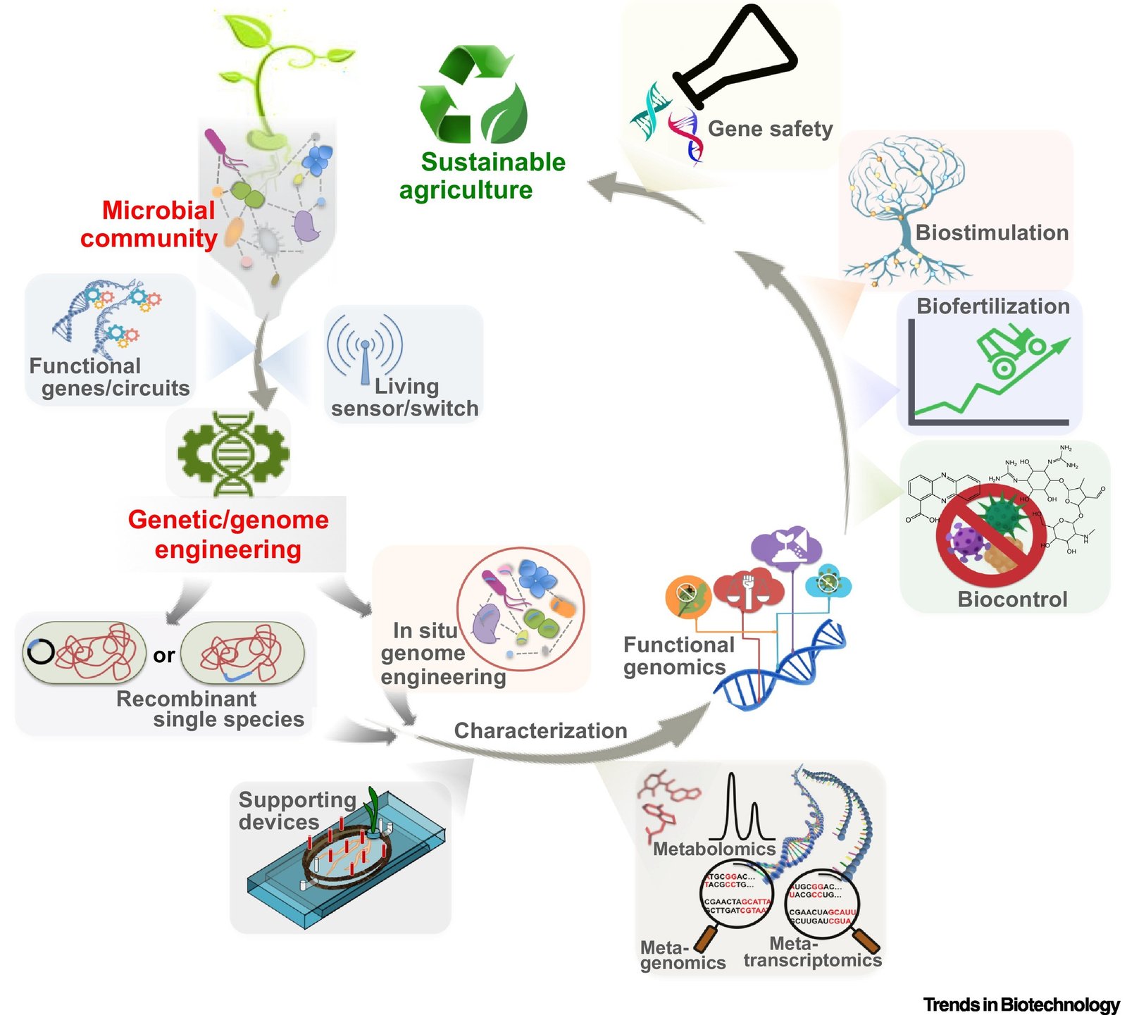 What Is Synthetic Life? (image credits: wikimedia)