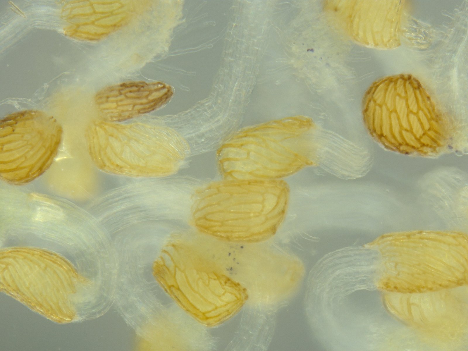 How Synthetic Organisms Differ from Natural Life (image credits: wikimedia)