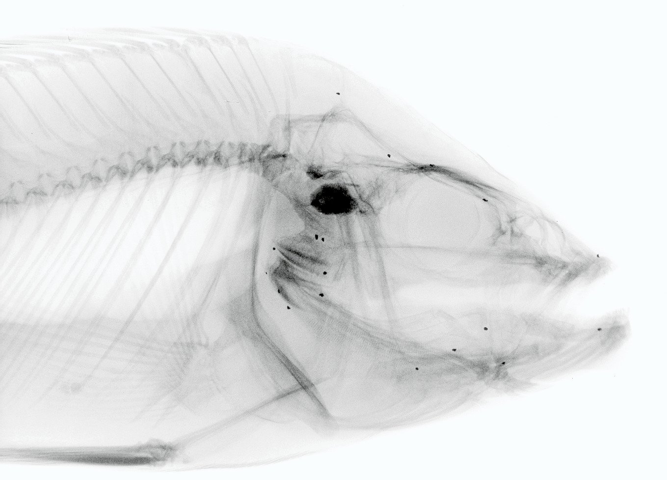 How Evolution Forged a Jaw Within a Jaw (image credits: wikimedia)