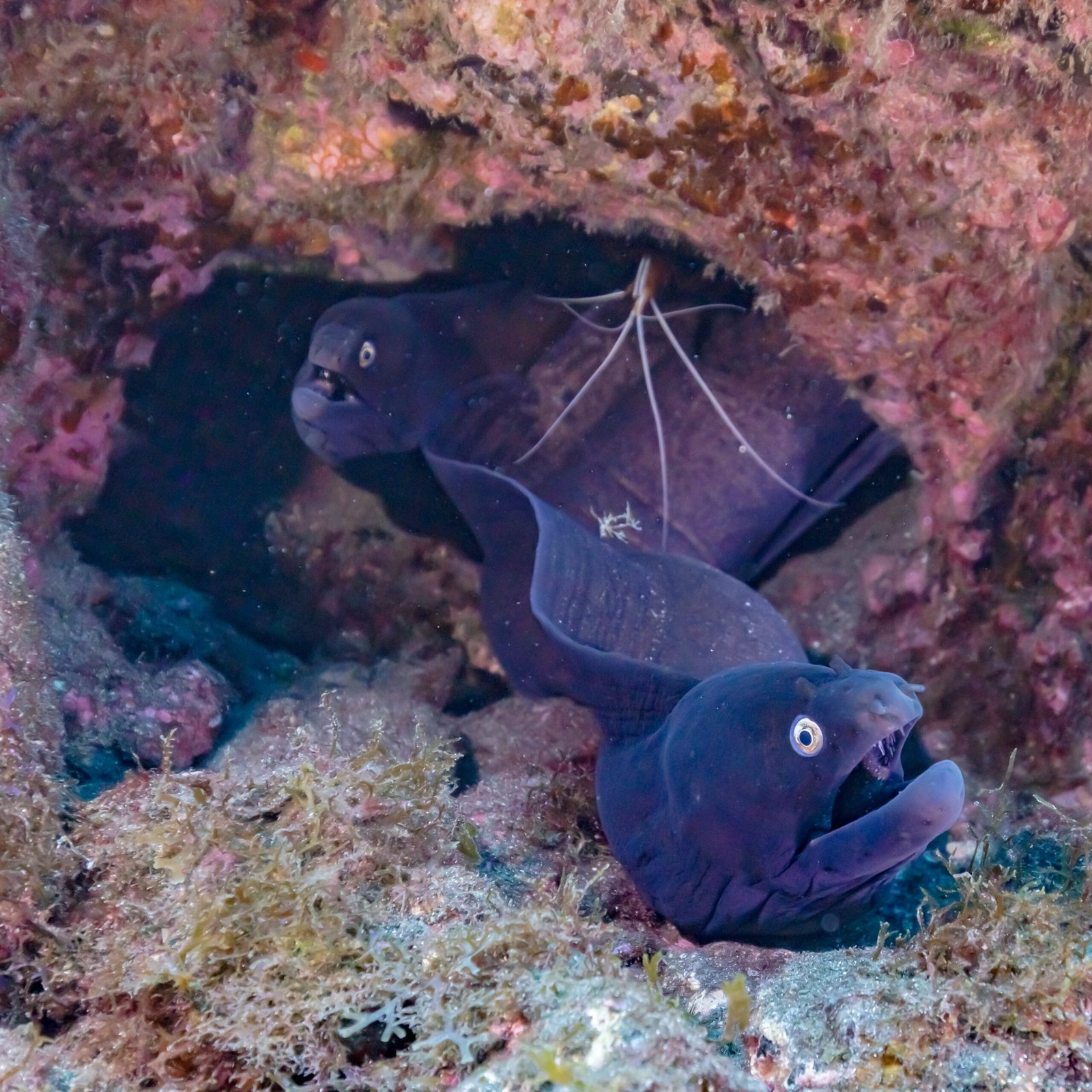 Moray Eels: Masters of the Double Jaw (image credits: wikimedia)