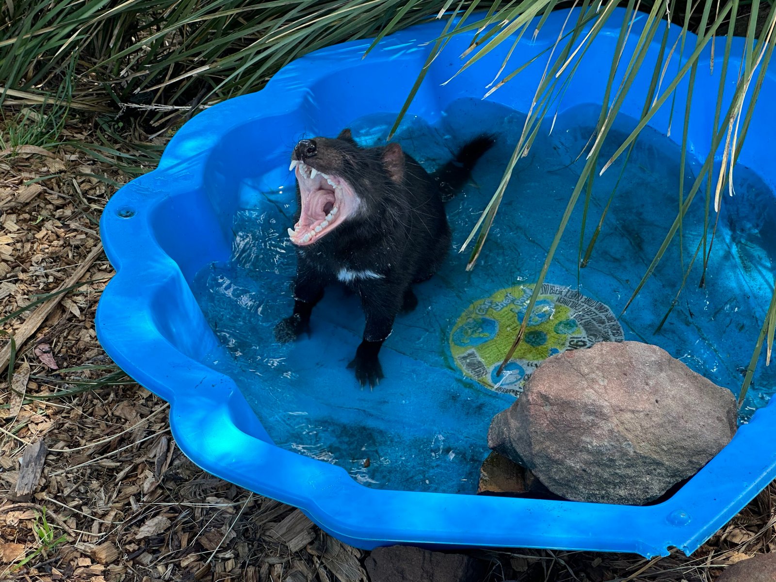 Soundtrack of the Wild: Why They Scream (image credits: wikimedia)