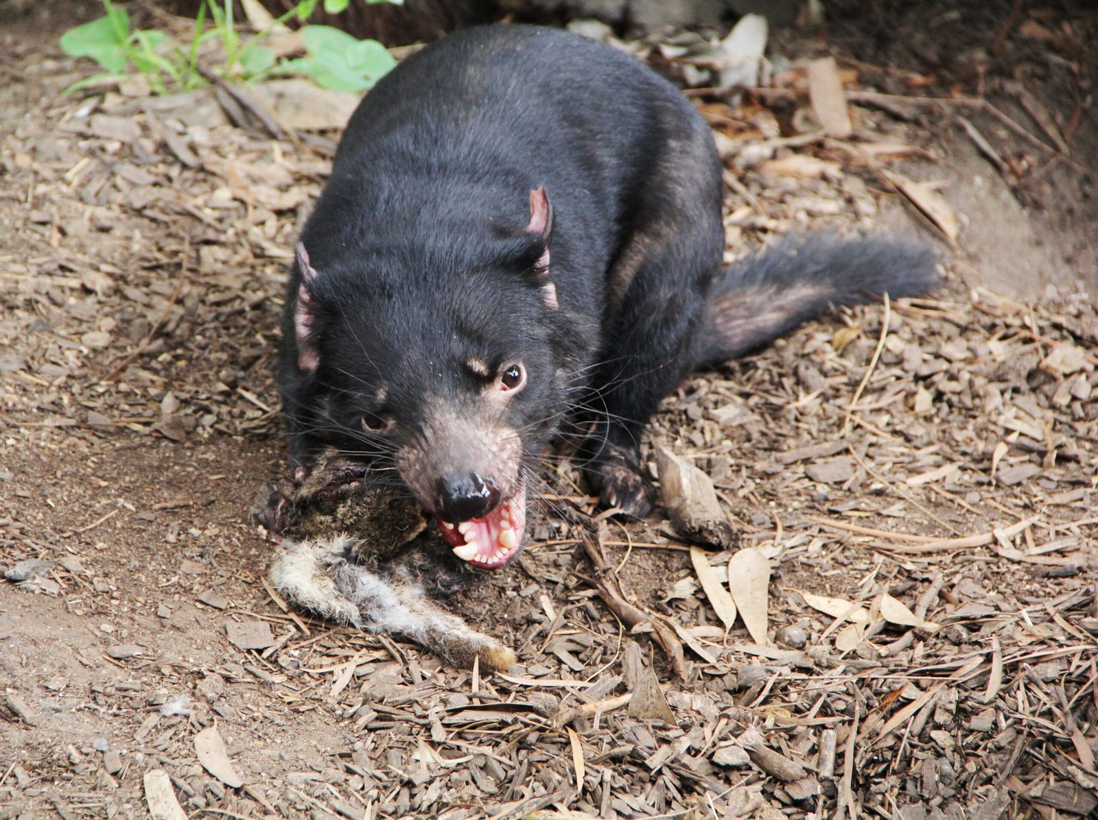 Supercharged Appetites: Why They Eat Everything (image credits: wikimedia)