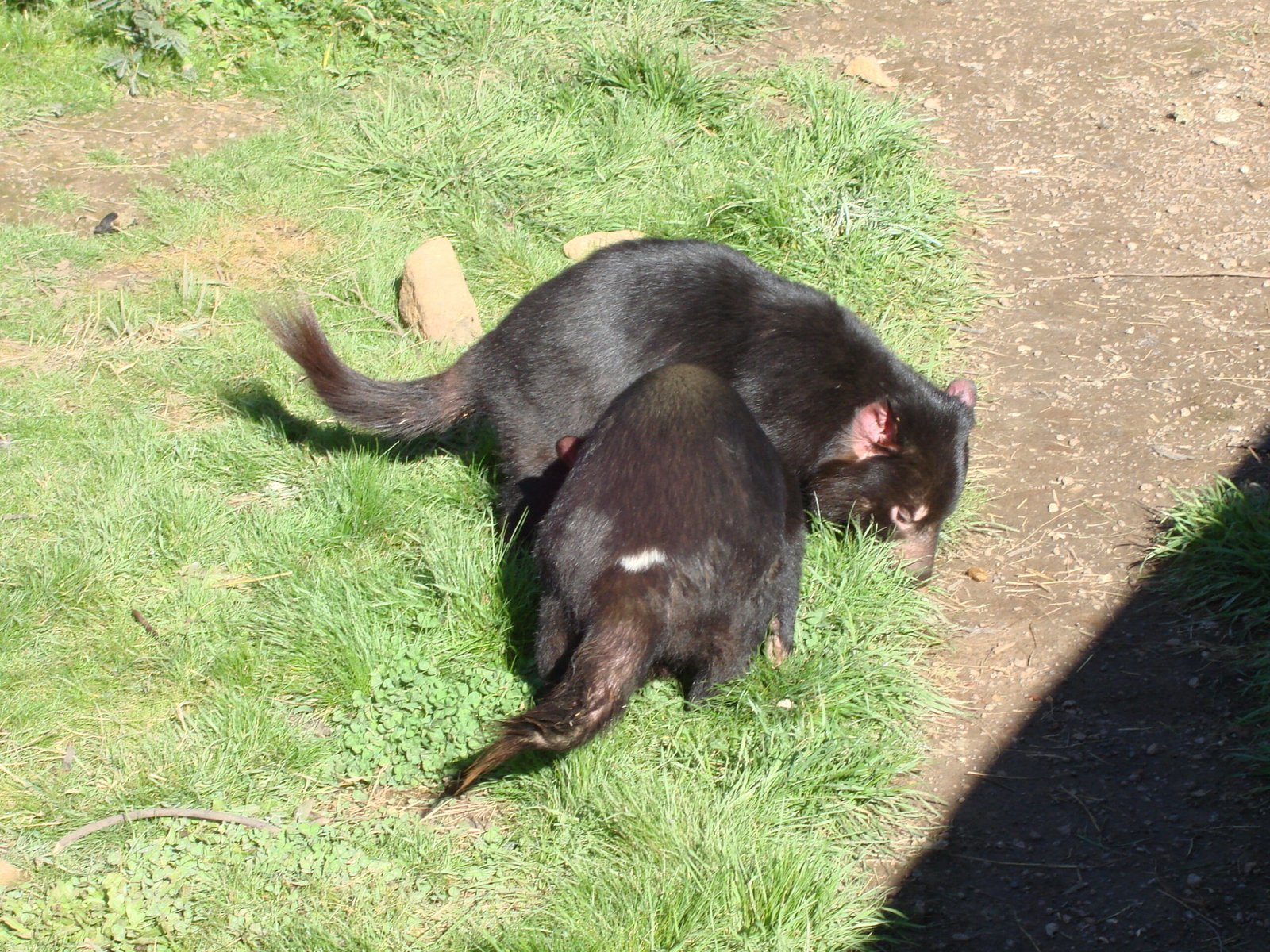 Social Feedings: More Than a Free-For-All (image credits: wikimedia)