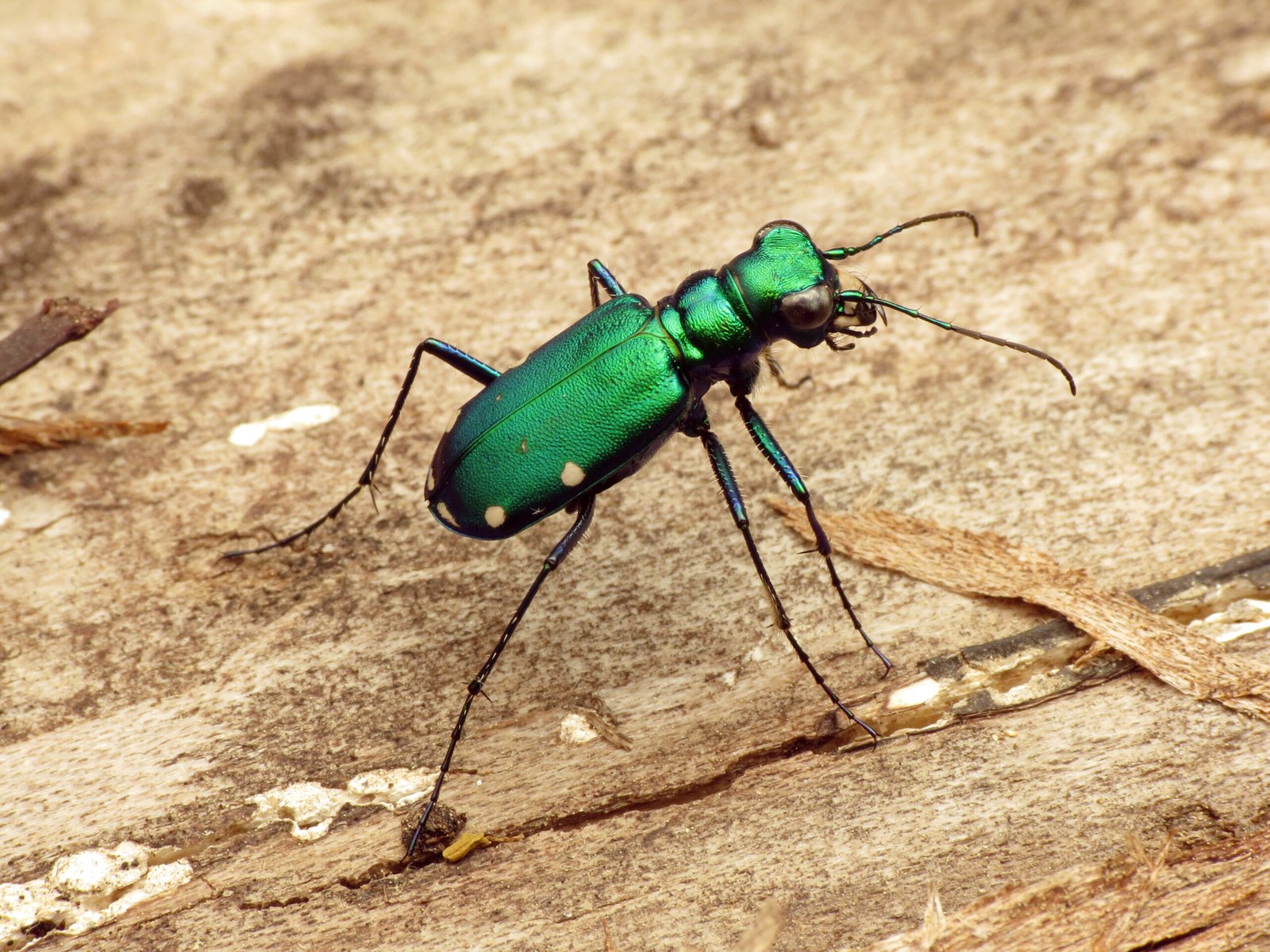 A Hidden World of Sparkle Beneath the Canopy (image credits: wikimedia)