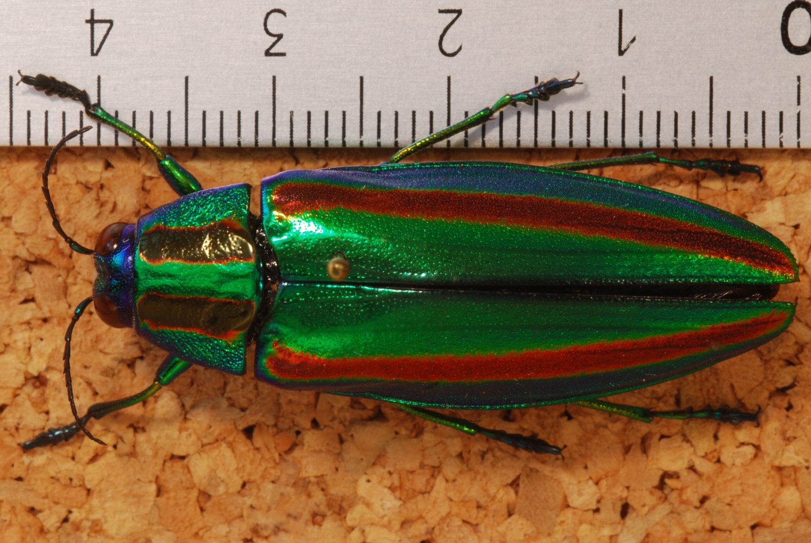 Meet the Dazzling Jewel Beetles (image credits: wikimedia)