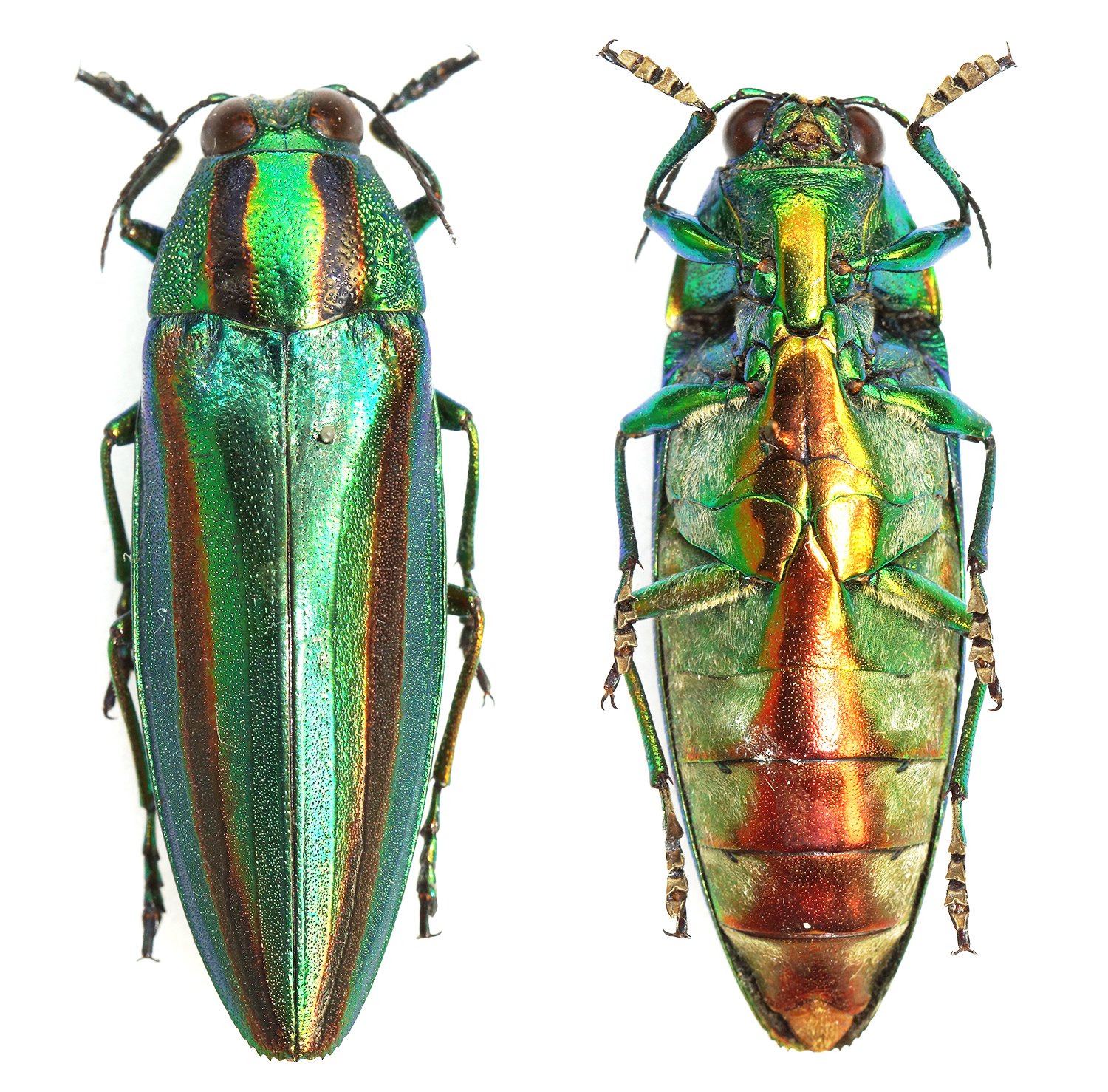 Nature’s Inspiration for Technology (image credits: wikimedia)