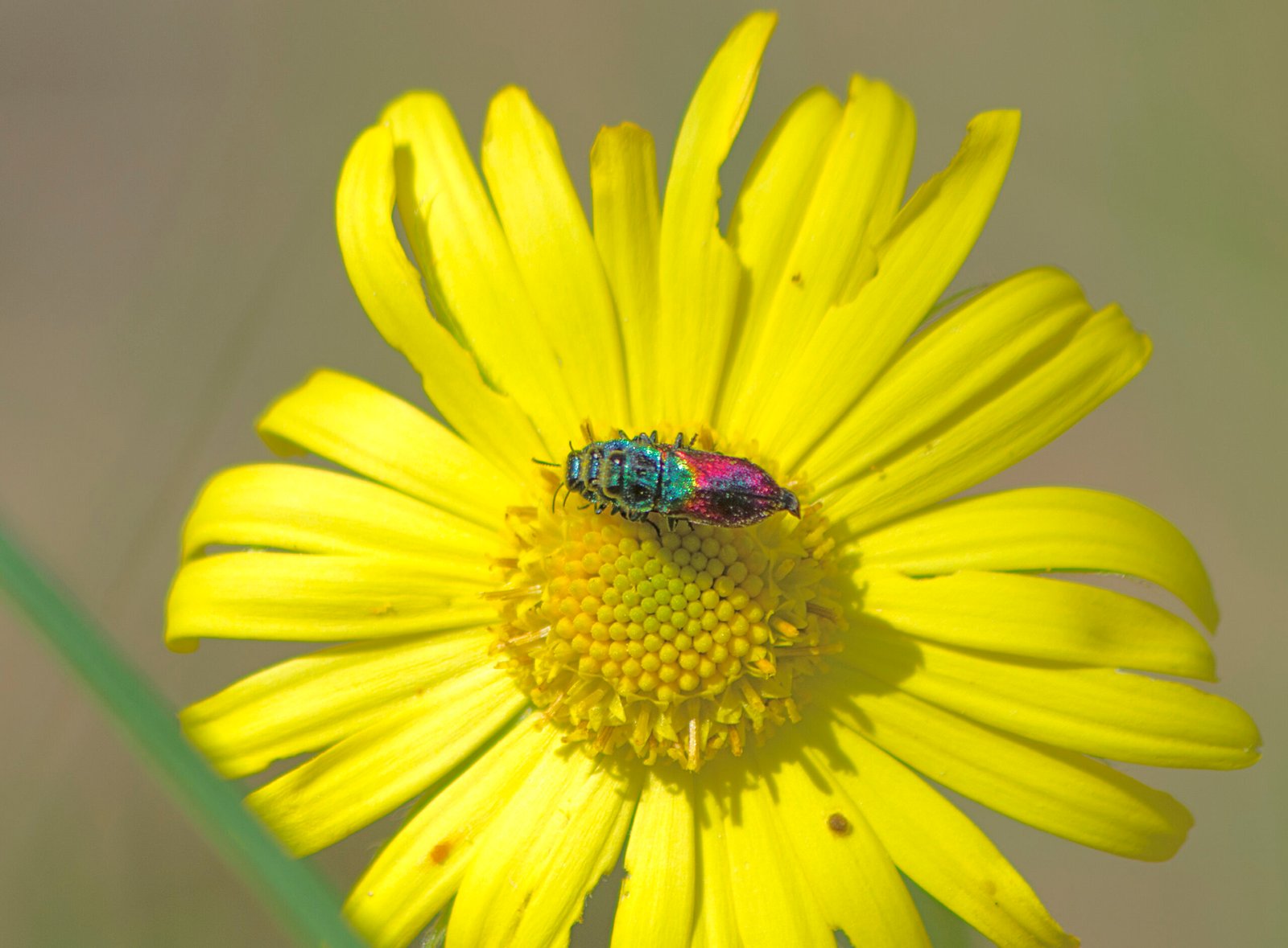 Threats to the Disco Bugs’ Habitat (image credits: wikimedia)