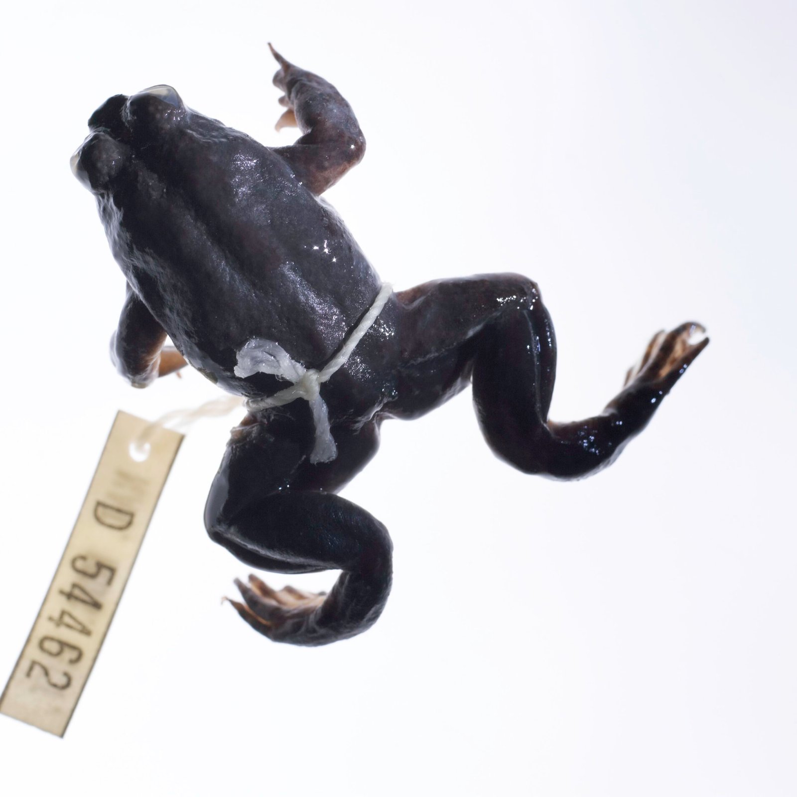 The Remarkable Gastric-Brooding Frogs (image credits: wikimedia)