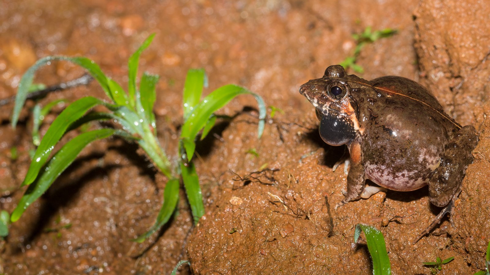 How Did The Frogs Stop Digesting Their Young? (image credits: wikimedia)