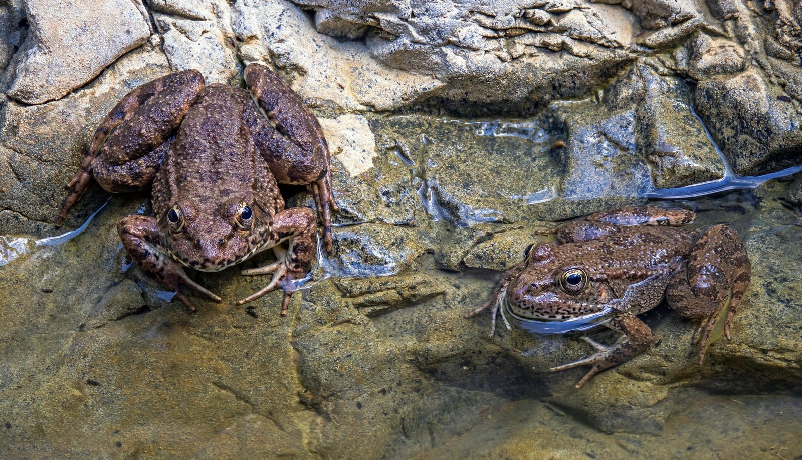 Attempts to Bring Them Back (image credits: wikimedia)