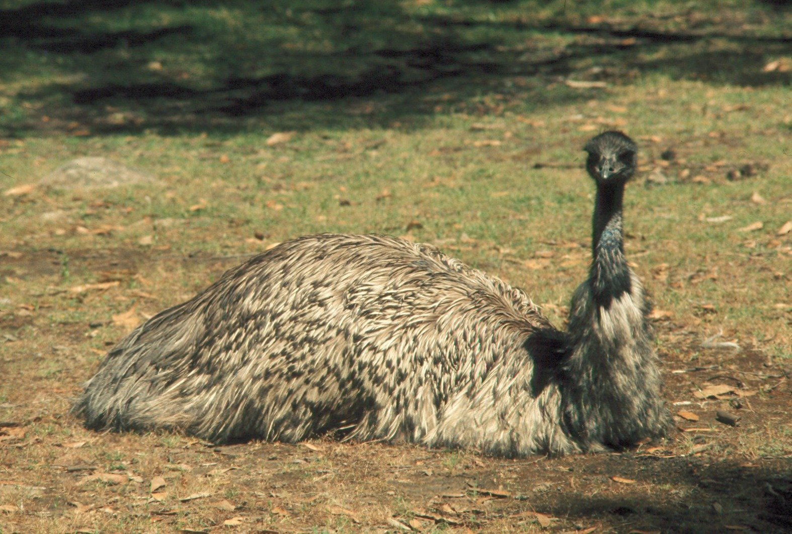 The Arrival of the Emus: Nature’s Feathered Invaders (image credits: wikimedia)