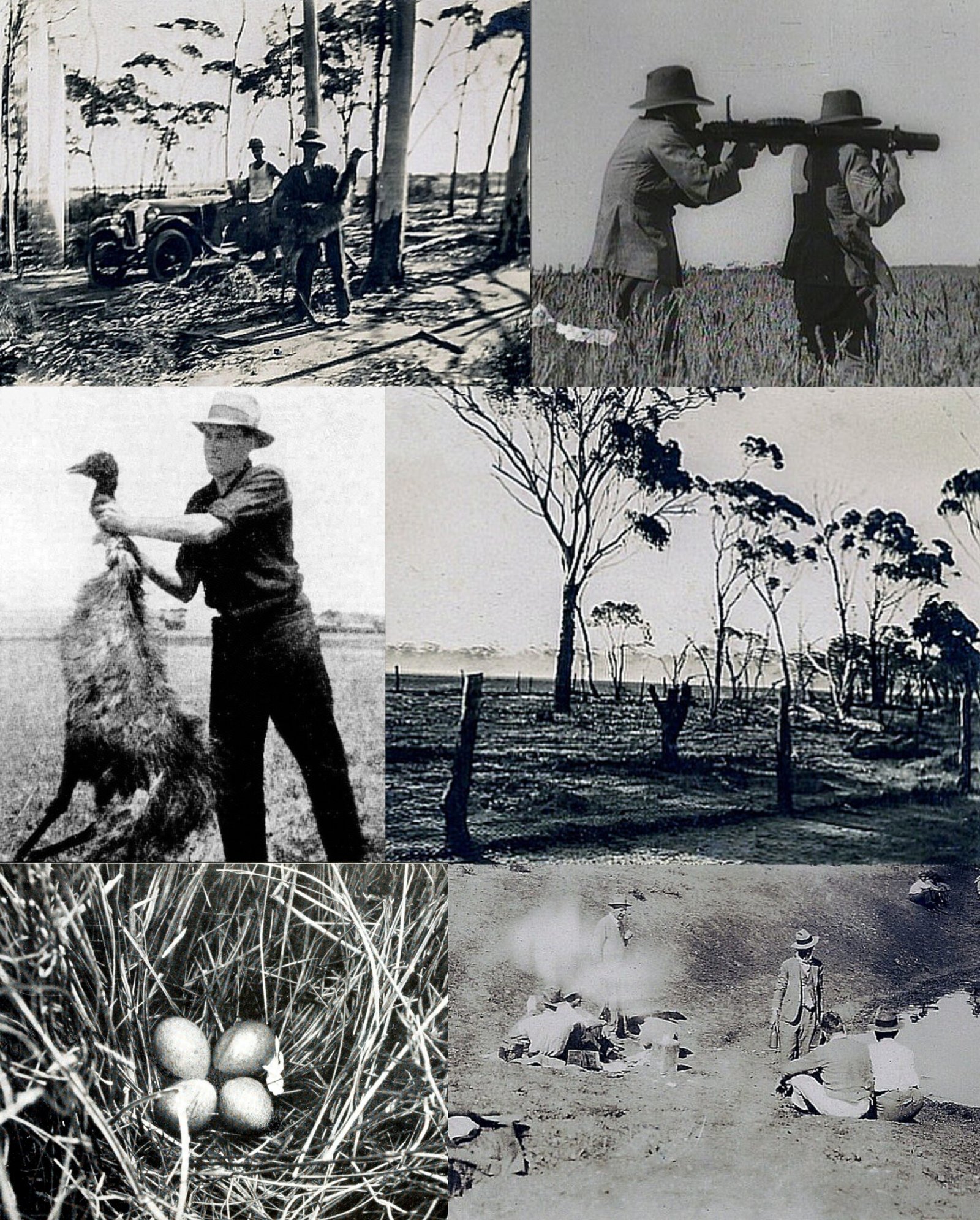 Birds vs. Bullets: The Battles Begin (image credits: wikimedia)