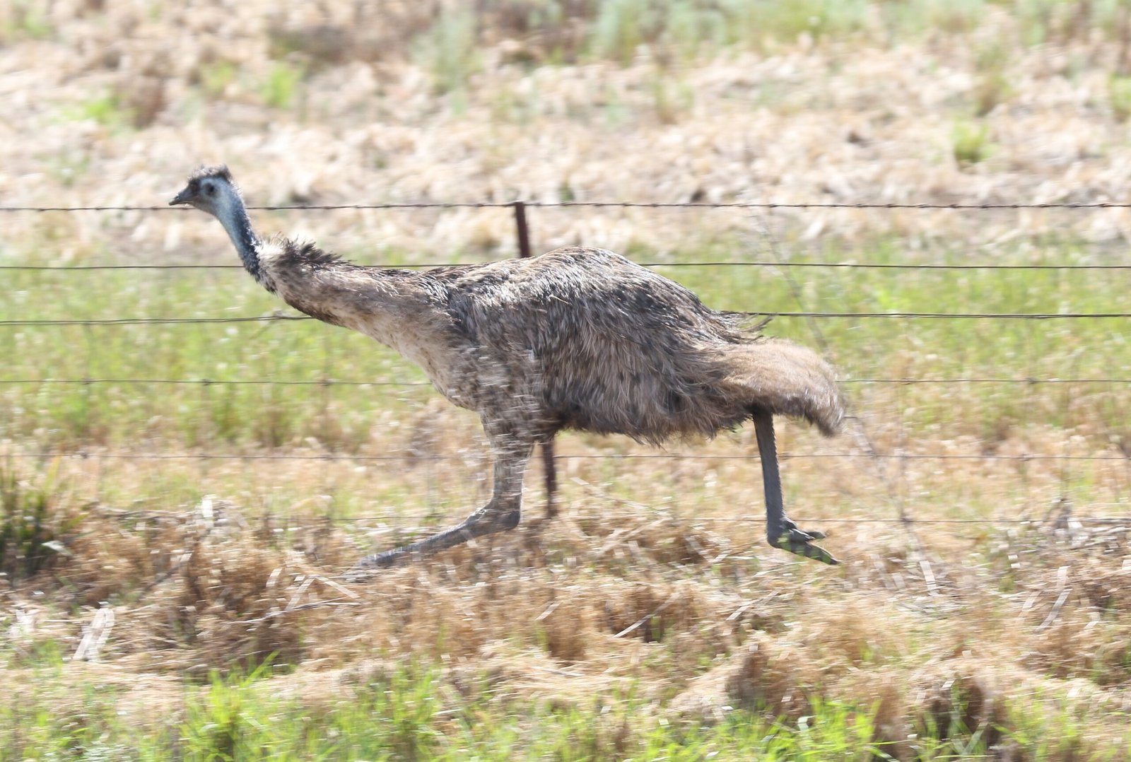 The Emus’ Tactics: Nature’s Own Guerrilla Fighters (image credits: wikimedia)