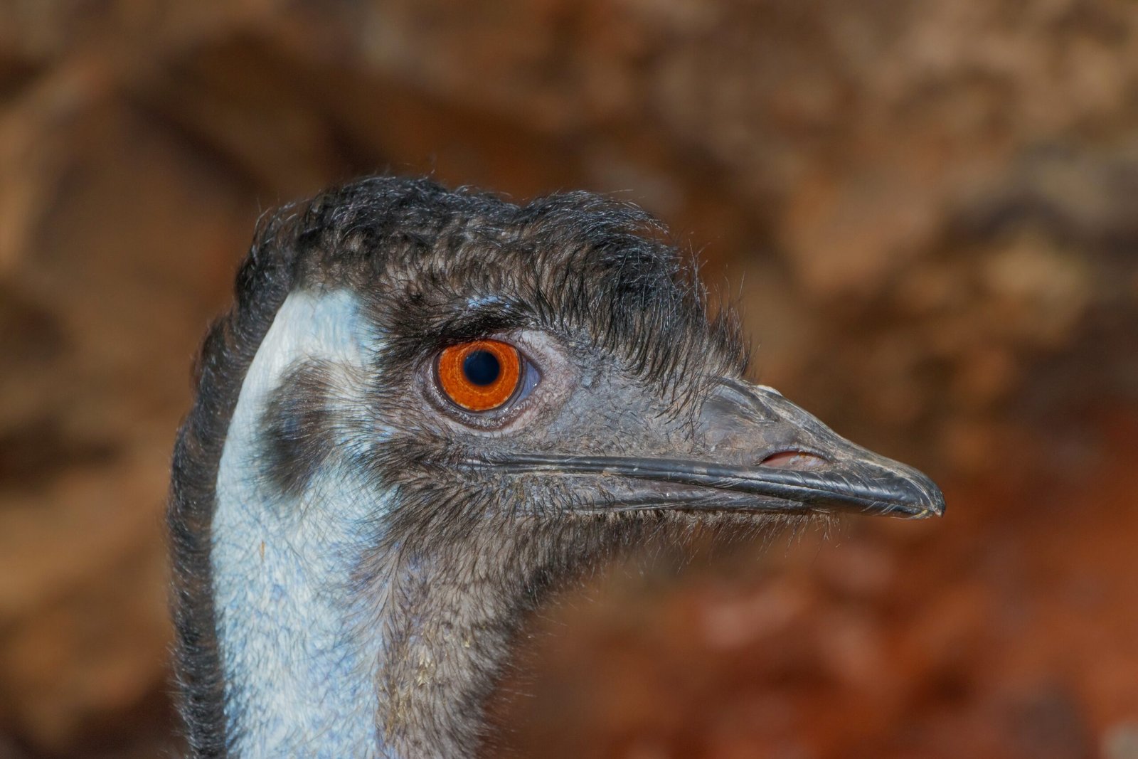 Scientific Lessons: Adaptation and Survival (image credits: wikimedia)