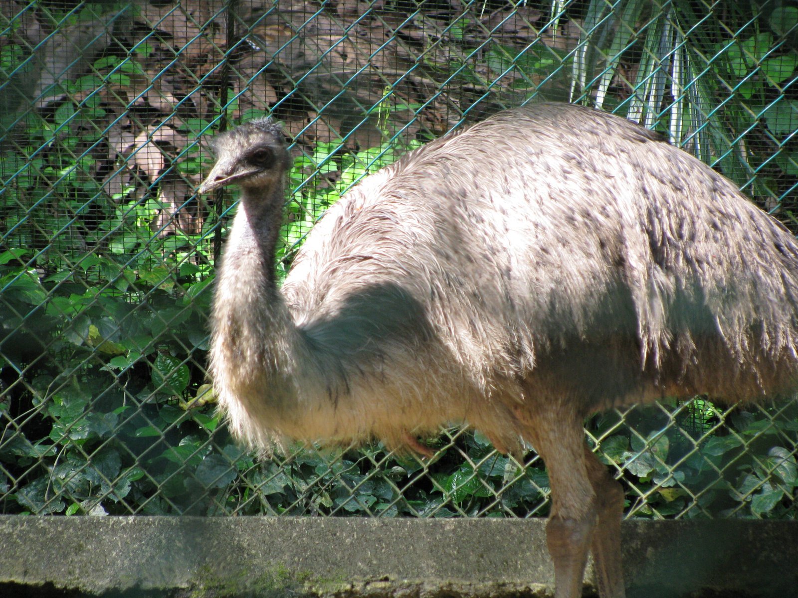 The Aftermath: Learning to Live With Emus (image credits: wikimedia)