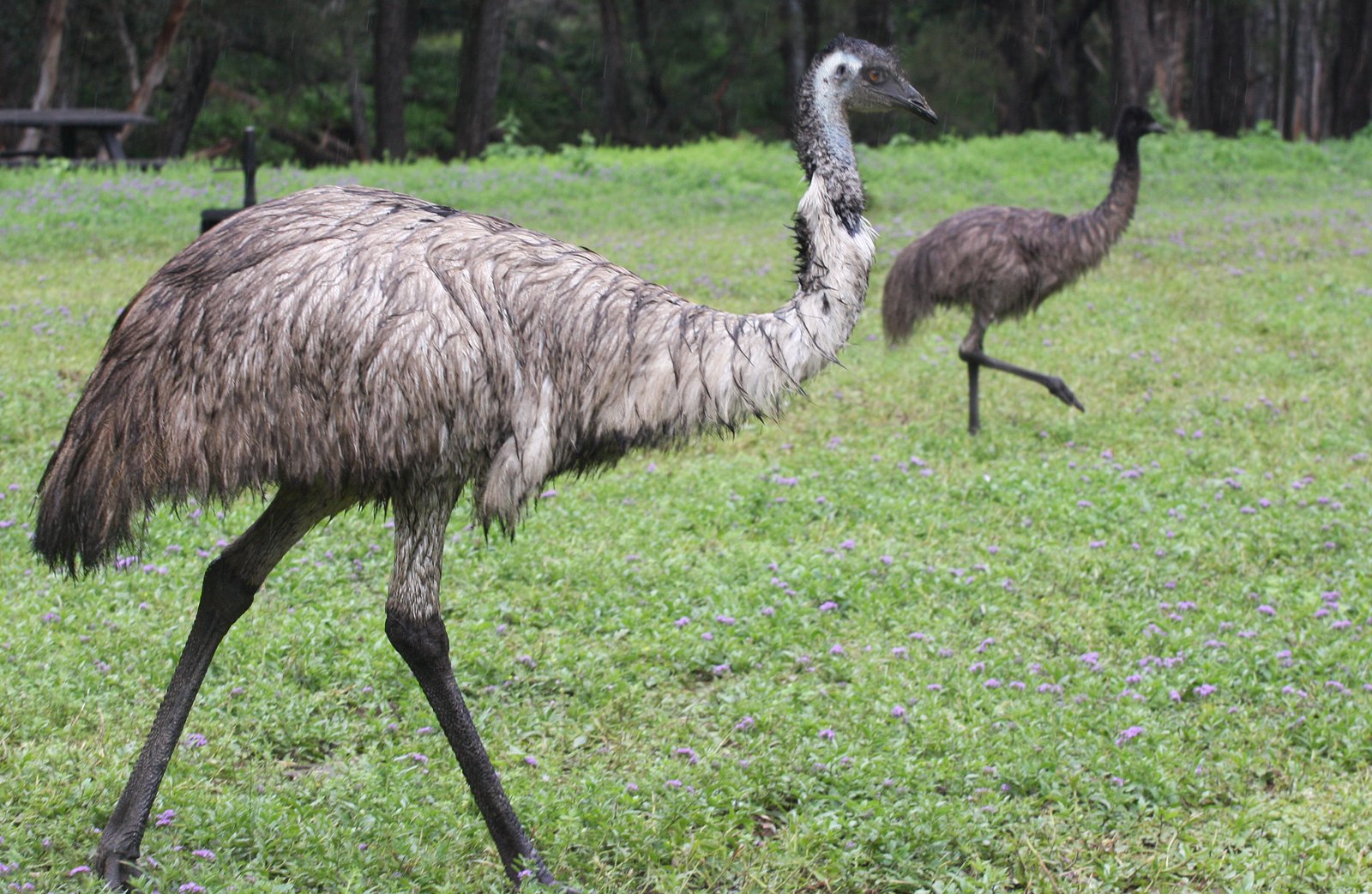 Reflections on Human Ambition and the Wild (image credits: wikimedia)