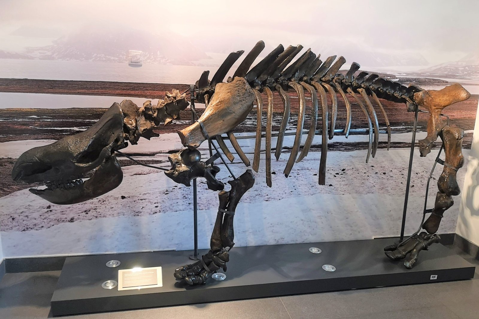 How Woolly Rhinos Ruled the Ice Age Landscape (image credits: wikimedia)