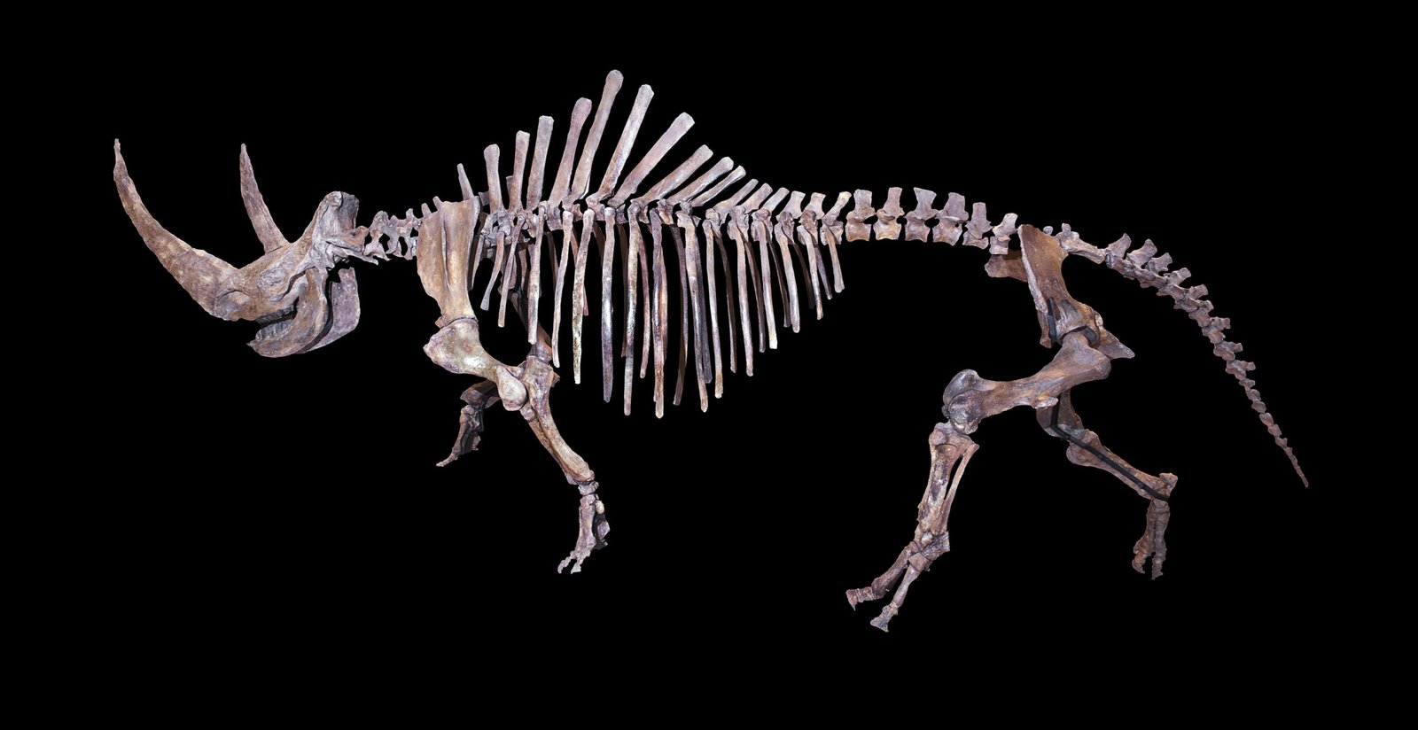 Why Did the Woolly Rhino Disappear? (image credits: wikimedia)