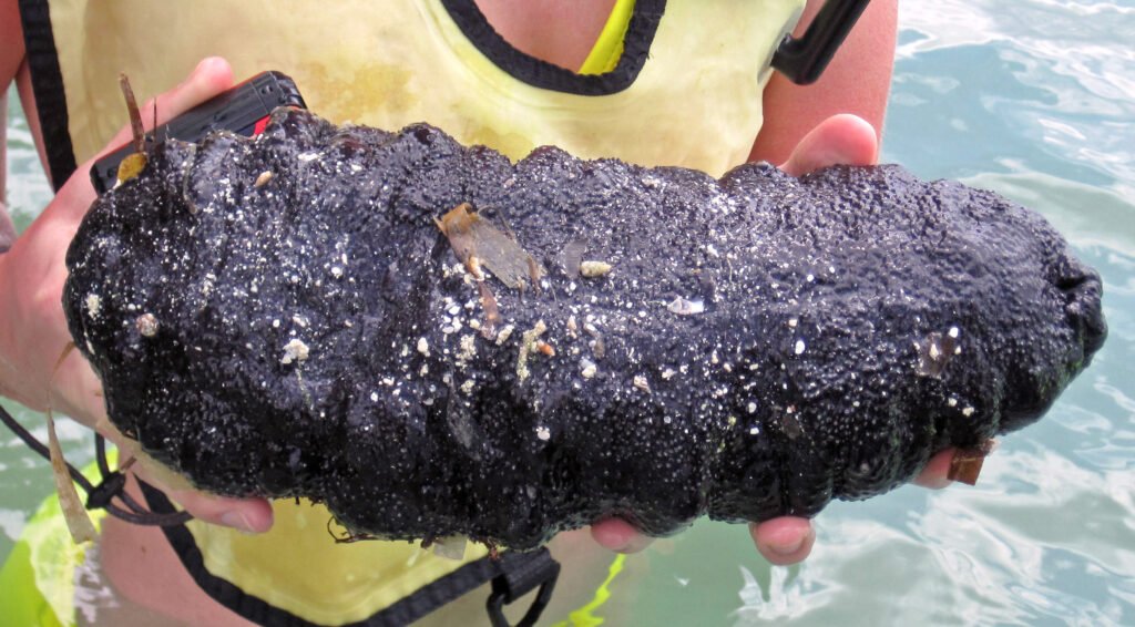 The Predators: Who Dares Disturb the Sea Cucumber?