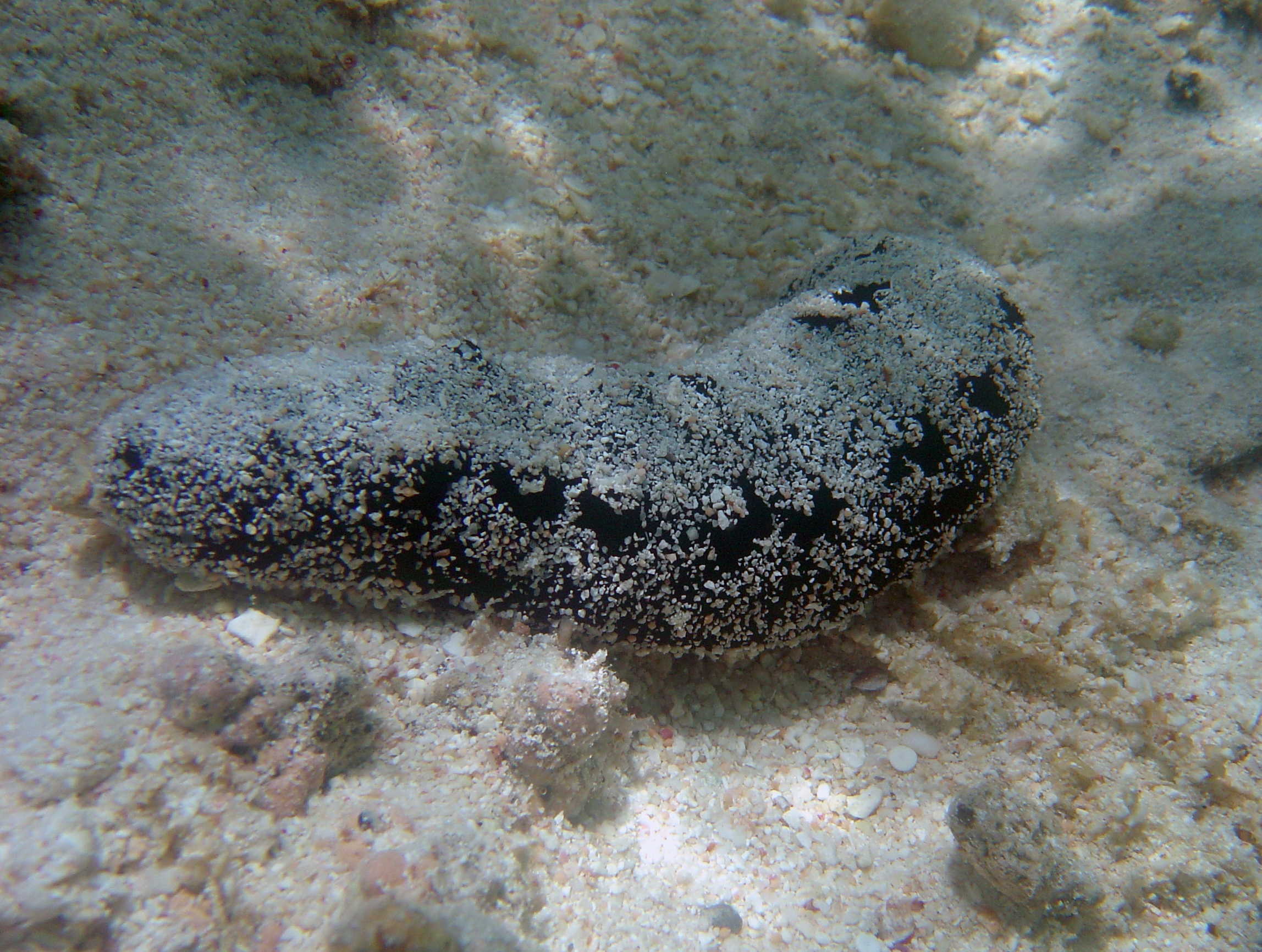 Sea Cucumbers Fight Predators by Launching Their Guts Out of Their Butts