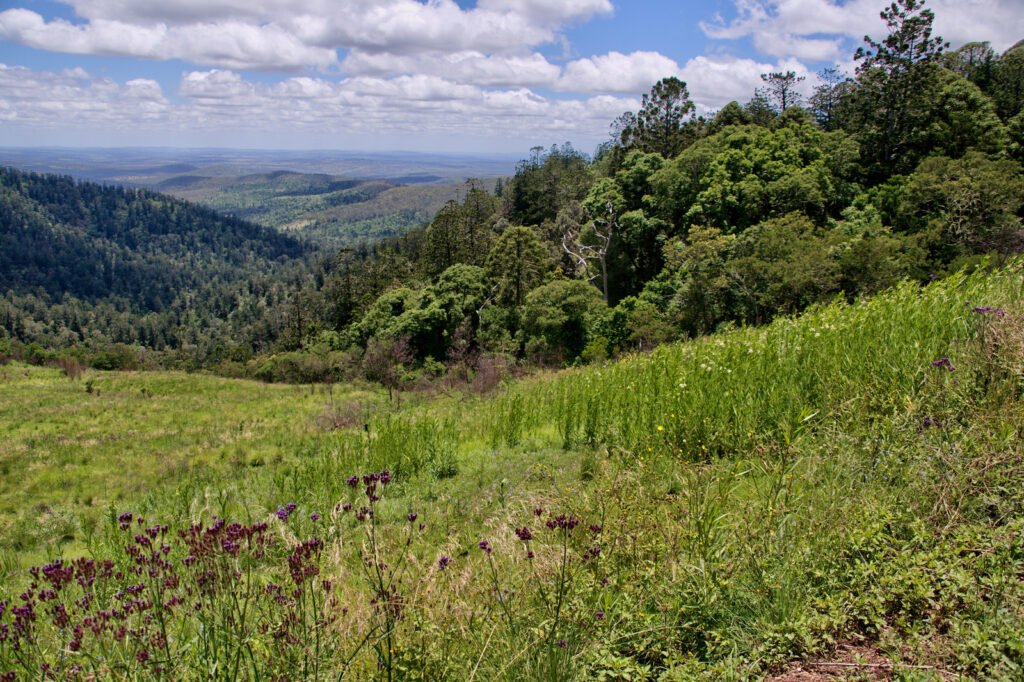 Life Alongside the Megafauna