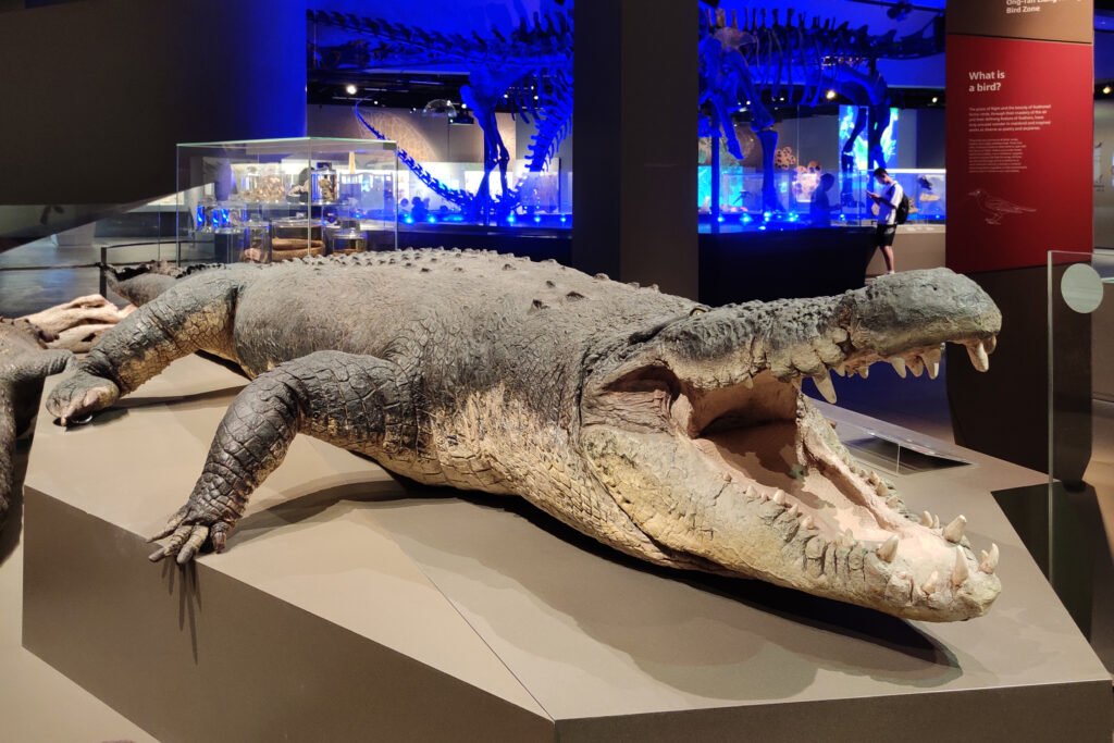 When Crocs as Long as Buses Lurked in the Rivers of Northern Australia