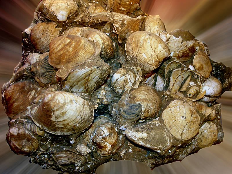 Prehistoric Mollusks: The Original Inhabitants (image credits: wikimedia)