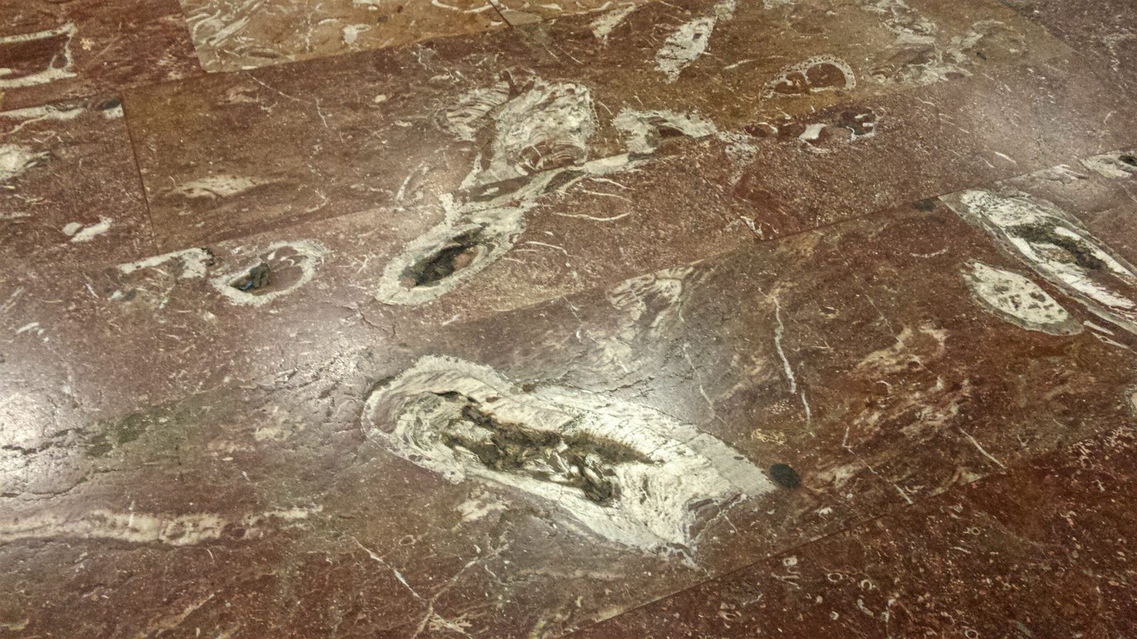 Fossils: Nature’s Storybooks (image credits: wikimedia)