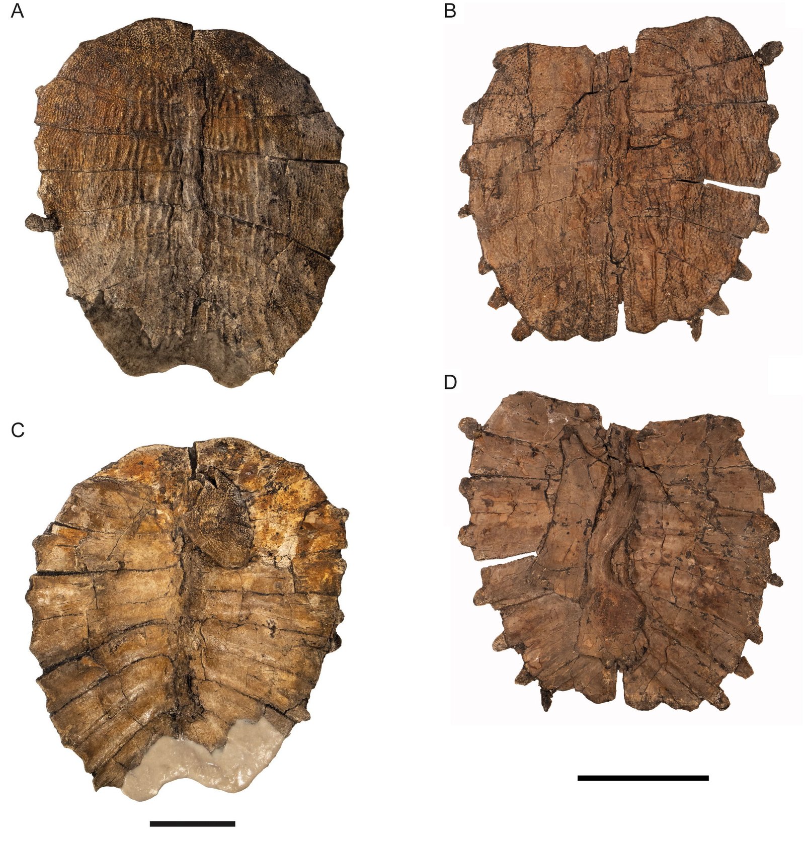 The Surprising Richness of Southeast Asia’s Prehistory (image credits: wikimedia)