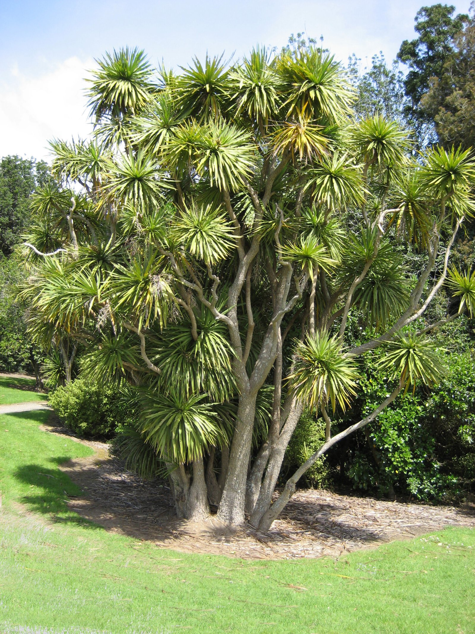 The Enchantment of Tī Kōuka: More Than a Cabbage Tree (image credits: wikimedia)
