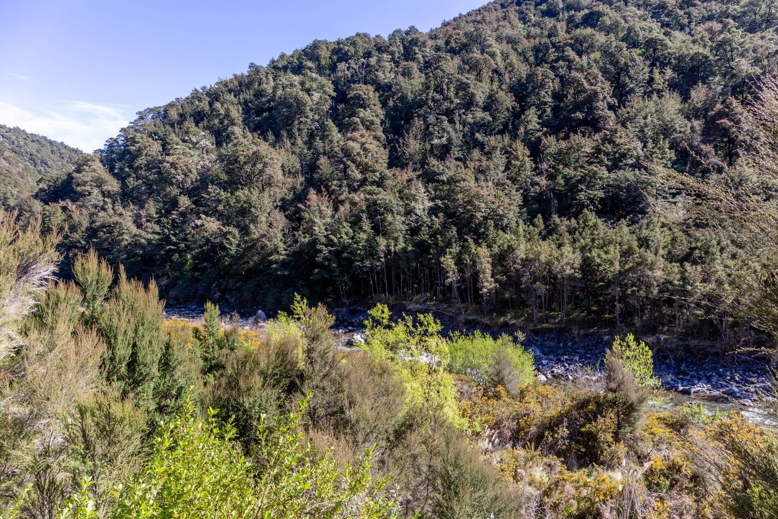 Endemic Edible Forests: Nature’s Gift to Aotearoa (image credits: wikimedia)