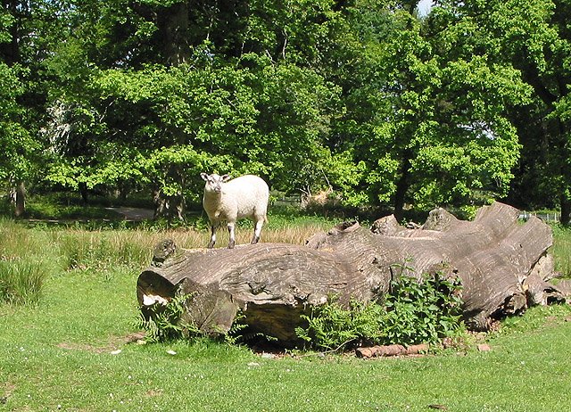 Edible Forests for Climate Resilience (image credits: wikimedia)