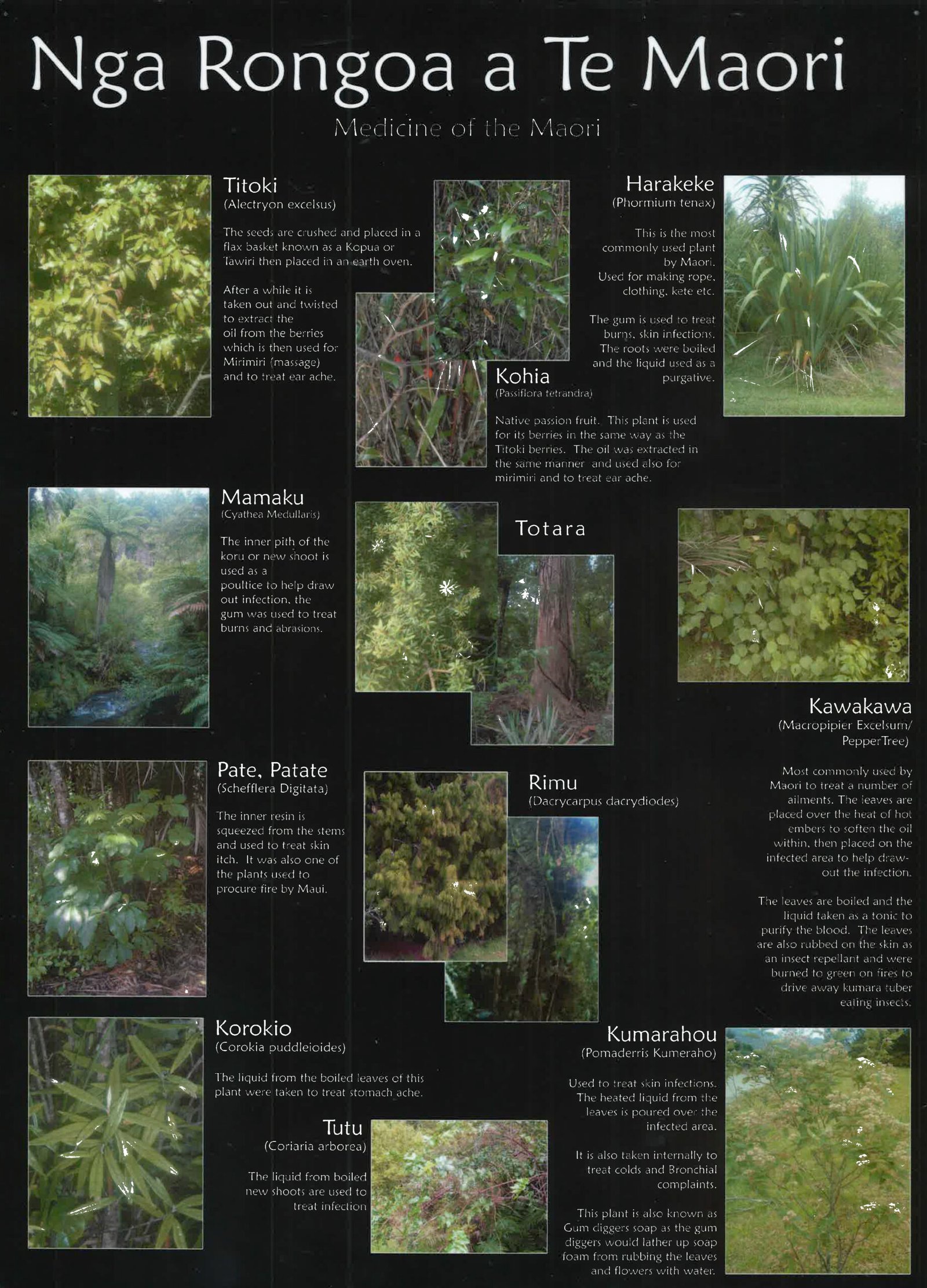 Rongoā in the Modern World: A Return to Roots (image credits: wikimedia)