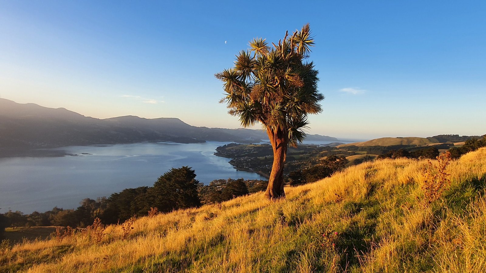 The Future of Tī Kōuka: Guardianship and Innovation (image credits: wikimedia)