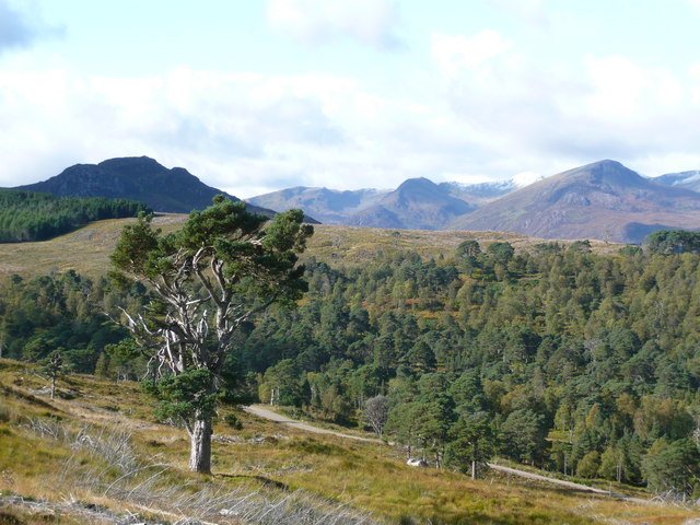 Regenerating Tī Kōuka and Rongoā: New Zealand’s Endemic Edible Forests