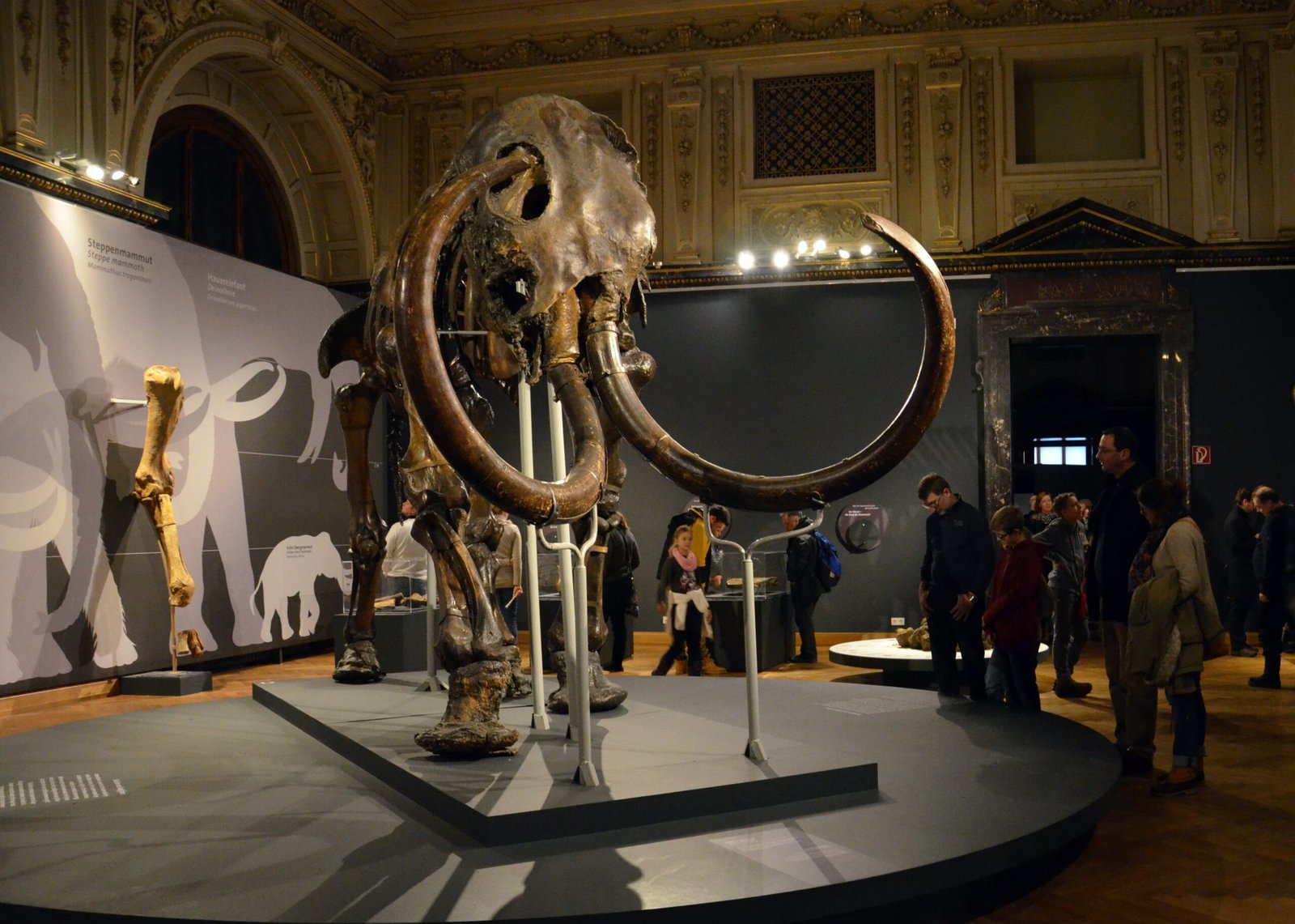 Why Are Mammoth Fossils So Common in California? (image credits: wikimedia)