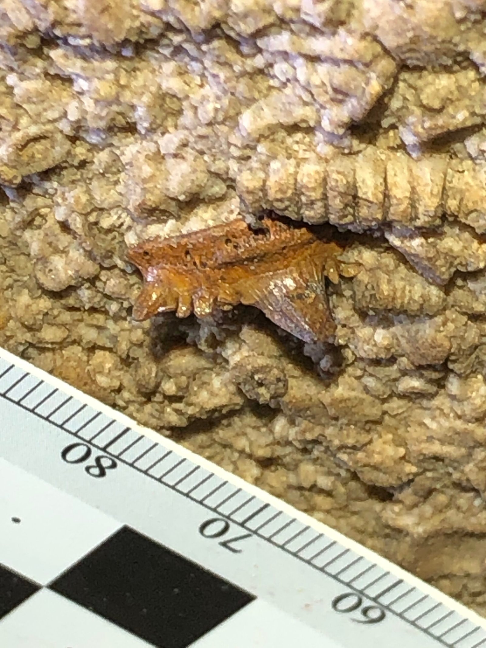 Discovery Stories: Ordinary People, Extraordinary Finds (image credits: wikimedia)