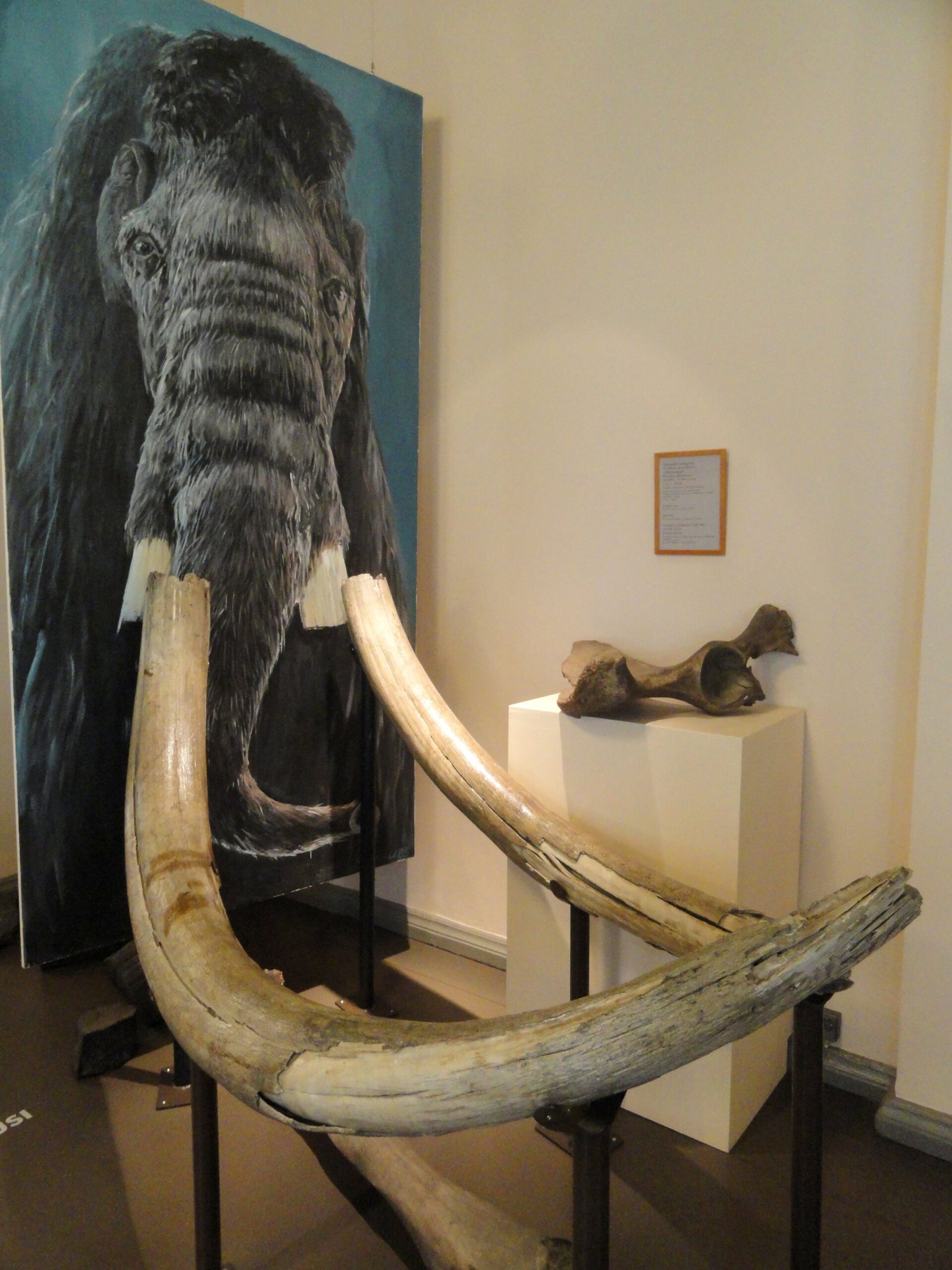 What Mammoth Fossils Reveal About Climate Change (image credits: wikimedia)