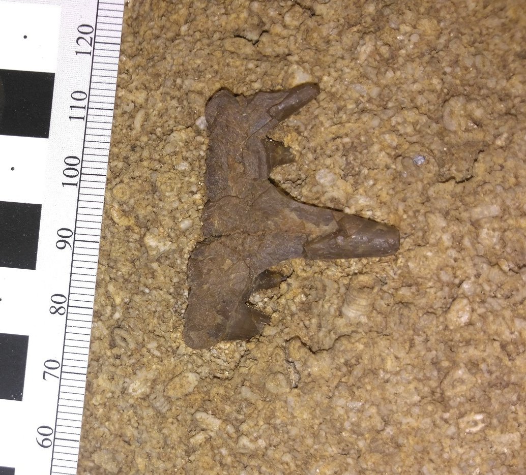 The Community’s Fascination with Prehistoric Giants (image credits: wikimedia)