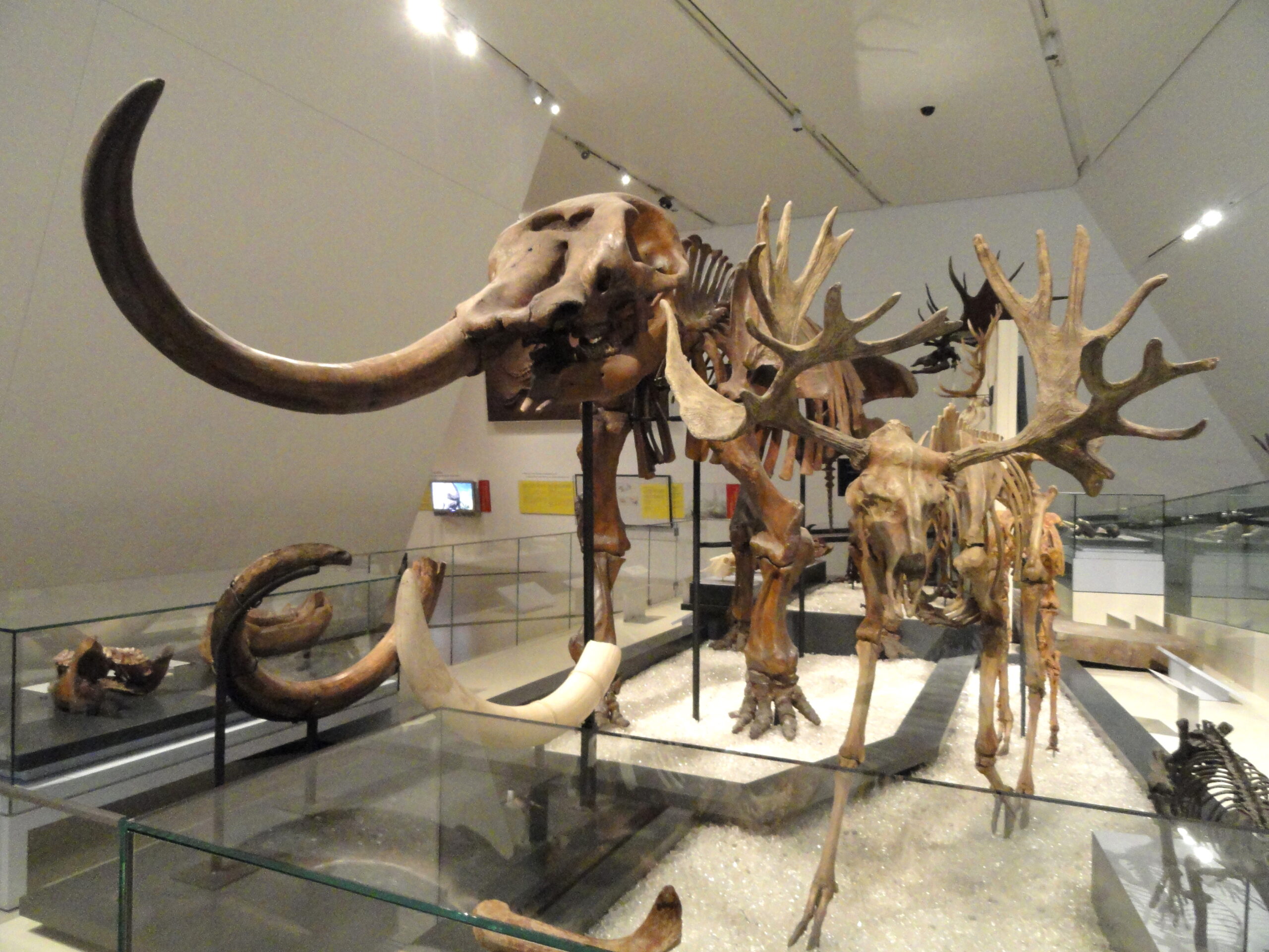 Mammoth Fossils Keep Turning Up in California’s Backyard Projects