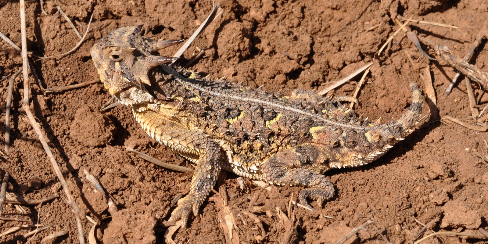 Predators and Threats: Living on the Edge (image credits: wikimedia)