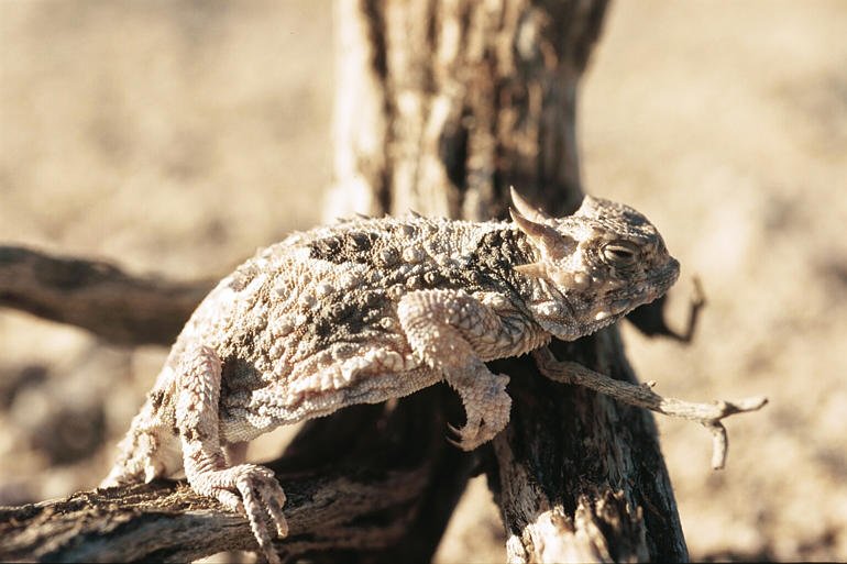 A Symbol of the Wild West (image credits: wikimedia)