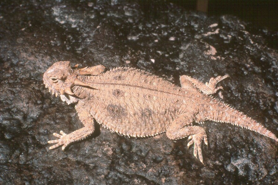 Conservation: Fighting for Survival (image credits: wikimedia)