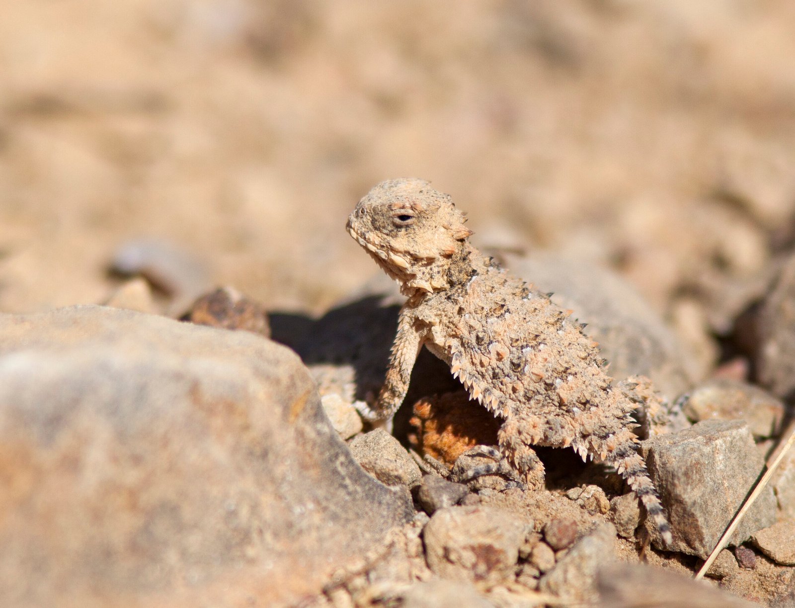 The Enduring Mystery of Nature’s Oddities (image credits: wikimedia)